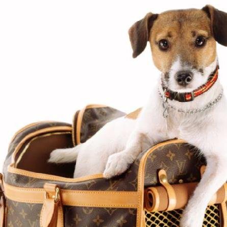 dogcarrier
